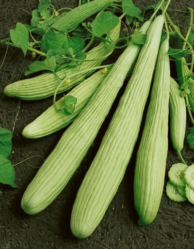 แตงกวายาว - Armenian Yard long Cucumber