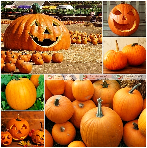ฟักทองฮาโลวีน พันธุ์แจ๊ค - JACK O LANTERN PUMPKIN