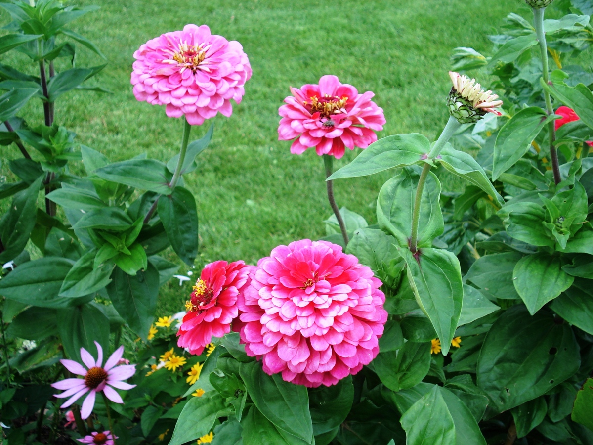 ดอกบานชื่นสีชมพู - Mixed Pink Zinnia Flower
