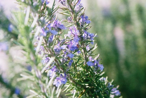 โรสแมรี่ - Rosemary Herb