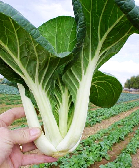 (Whole 1 LB) กวางตุ้งฮ่องเต้ก้านขาว - Canton Pak Choi (1 ปอนด์)