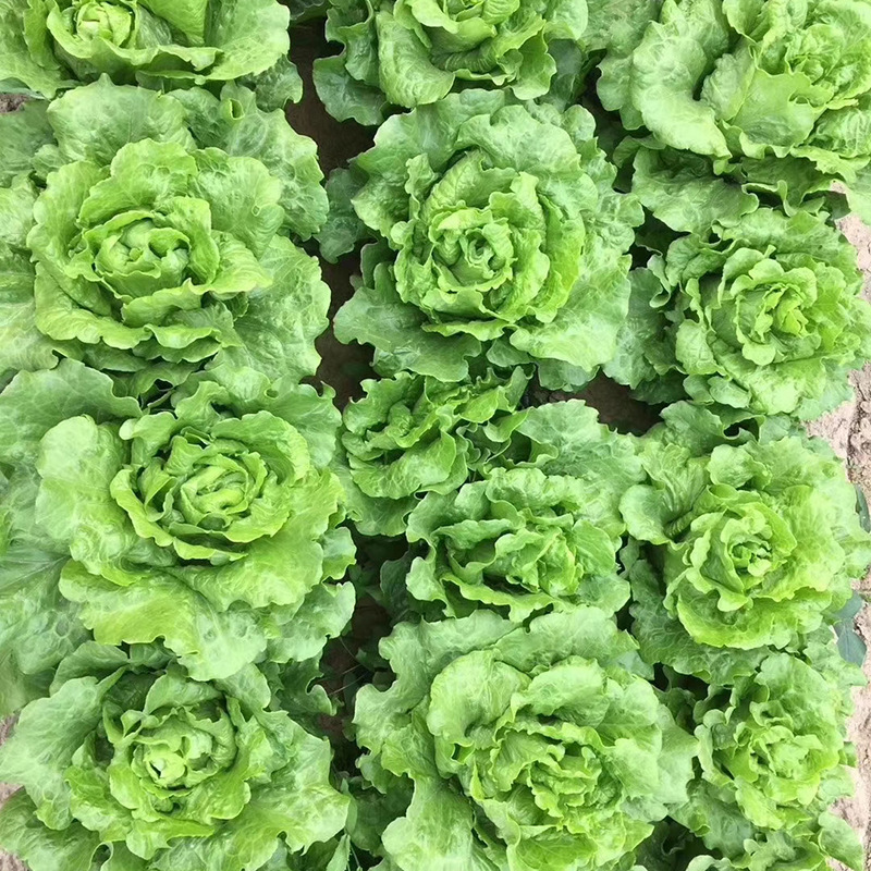 เมล็ดพันธุ์ ผักกาดหอม อิตาลี122 Italian Lettuce 122 Seed
