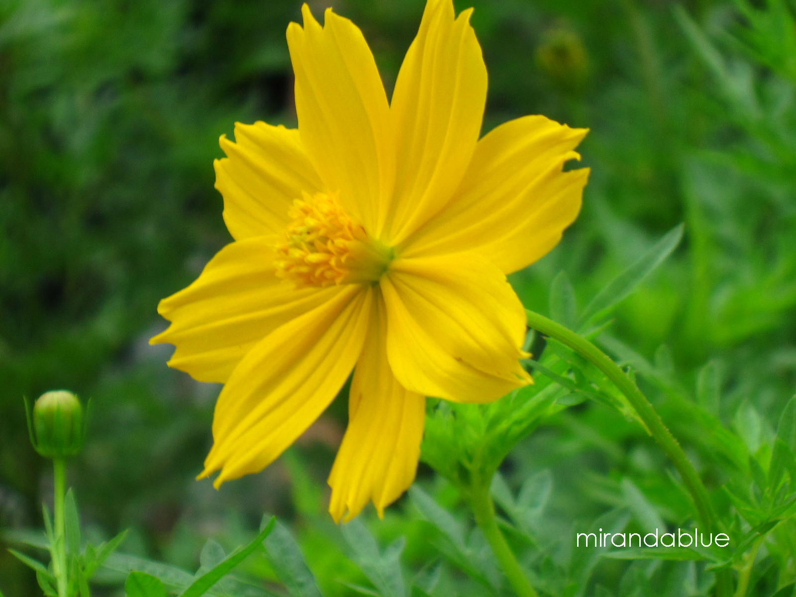 ดาวกระจายสีเหลือง - Yellow Cosmos Flower