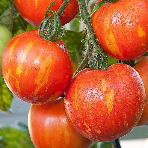 มะเขือเทศเสือ - Tigerella Tomato