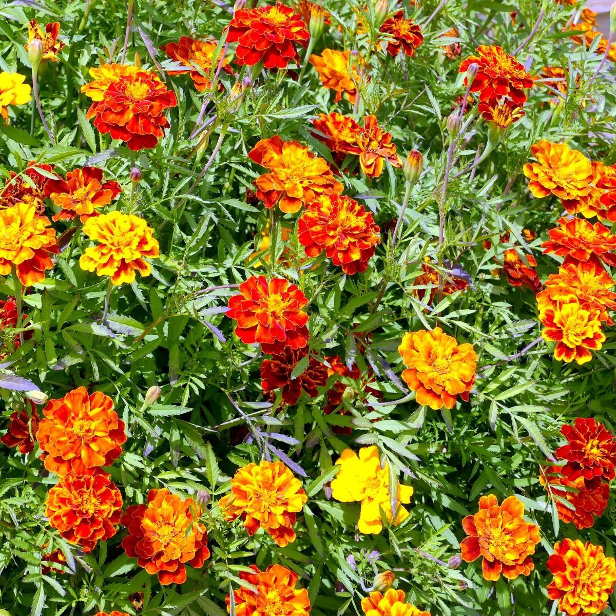 (Whole 1 Oz) ดาวเรืองฝรั่งเศส สปาร์คกี้ คละสี - Sparky French Marigold Mix