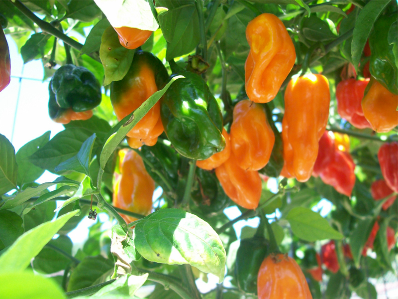 (Whole 1 Oz) พริกฮาบาเนโร่สีส้ม - Orange Habanero Pepper