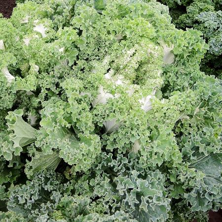 เคล แคสเปอร์ - Casper Kale F1