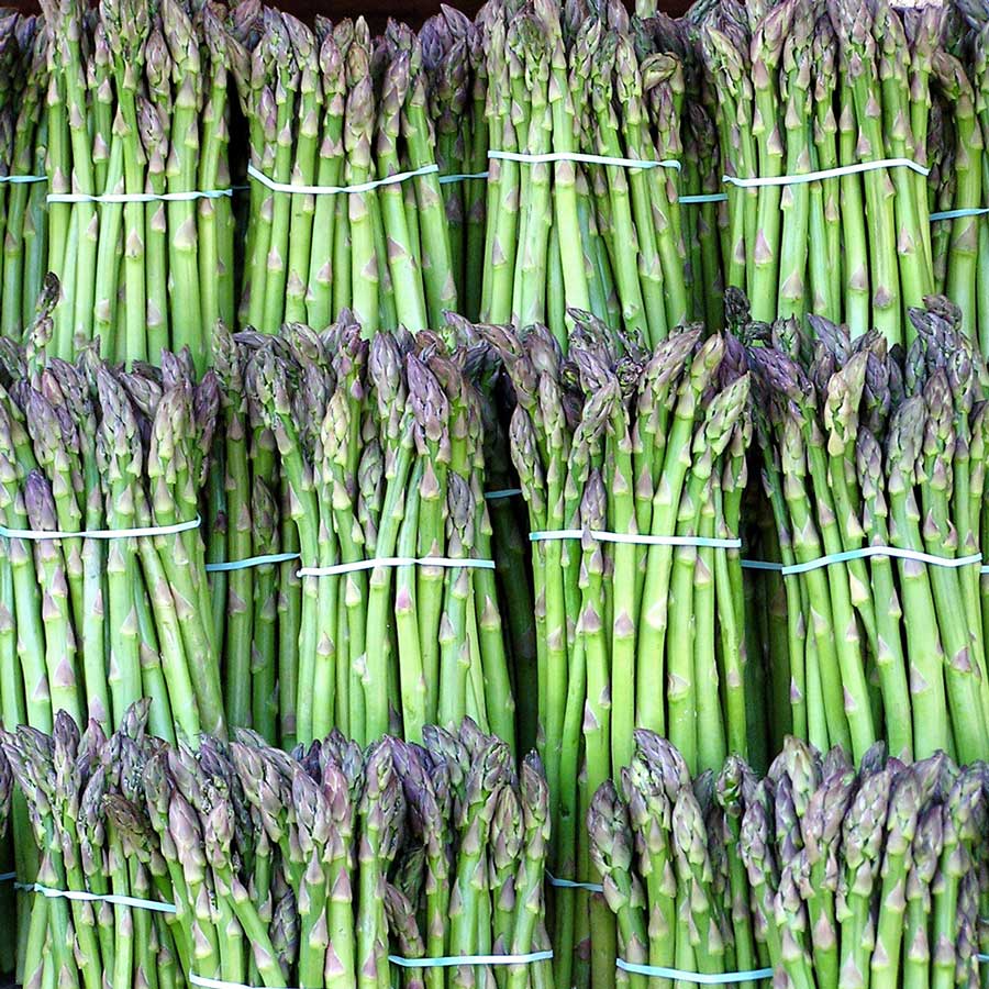 (Whole 1 Oz.) หน่อไม้ฝรั่ง พันธุ์แมรี่วอชิงตัน - Mary Washington Asparagus