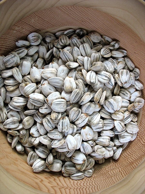 (Whole 1 Oz) ทานตะวันแมมมอธ - Mammoth Grey Stripe Sunflower