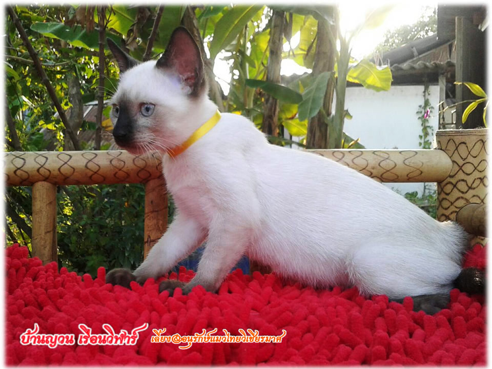 น้องแมว 2/3/2560