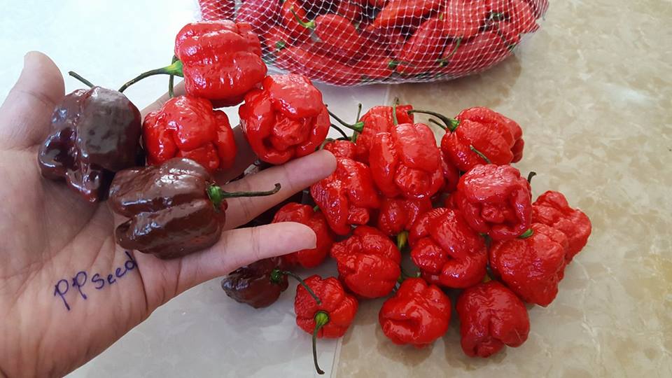 พริกตรินิแดด สกอร์เปียน มอรูก้า (สีแดง) - Trinidad Scorpion Moruga