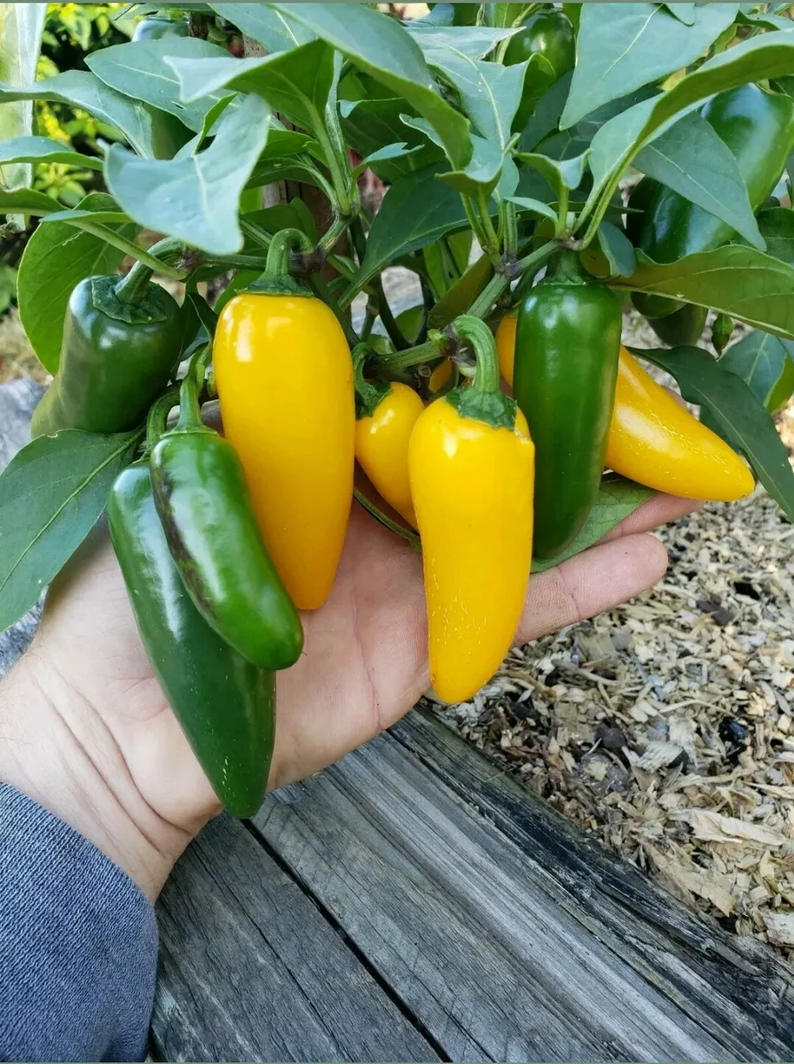 พริกจาราปิโน่ สีเหลือง - Lemon Spice Jalapeno Pepper