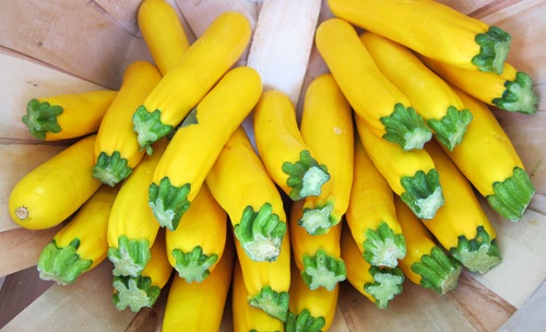 (Whole 1 oz) ฟักทอง ซูชินี่ โกลเด้น - Golden Zucchini Squash