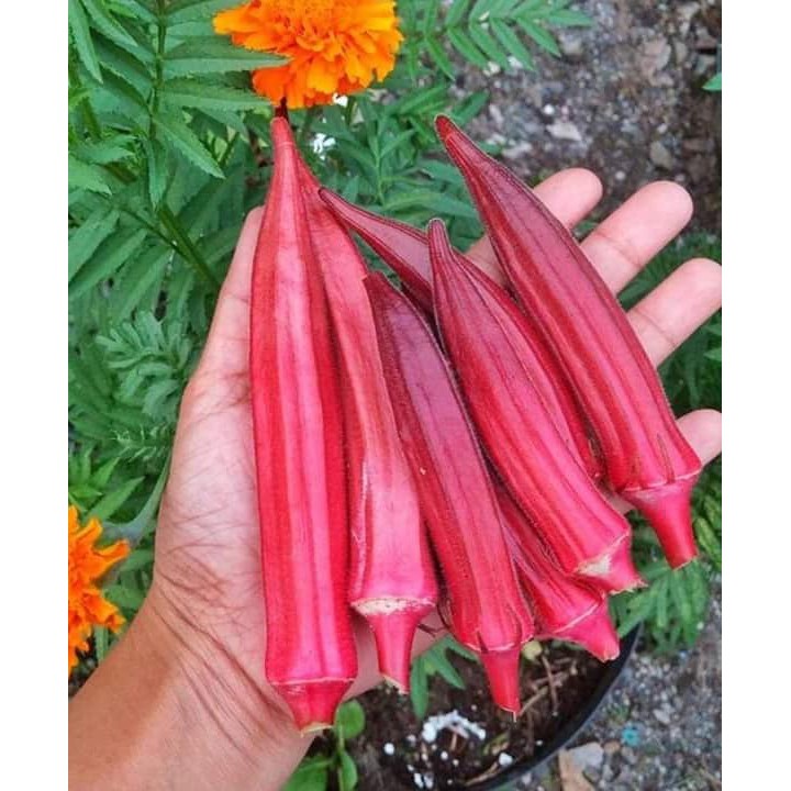 กะเจี๊ยบ จิงออเร้นจ์ - Jing Orange Okra