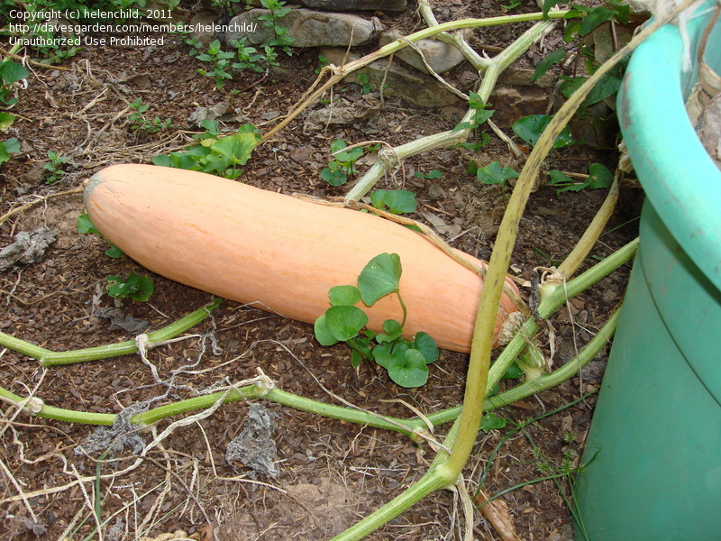 (Whole 1 oz) ฟักทองกล้วยสีชมมพู - Pink Banana Squash