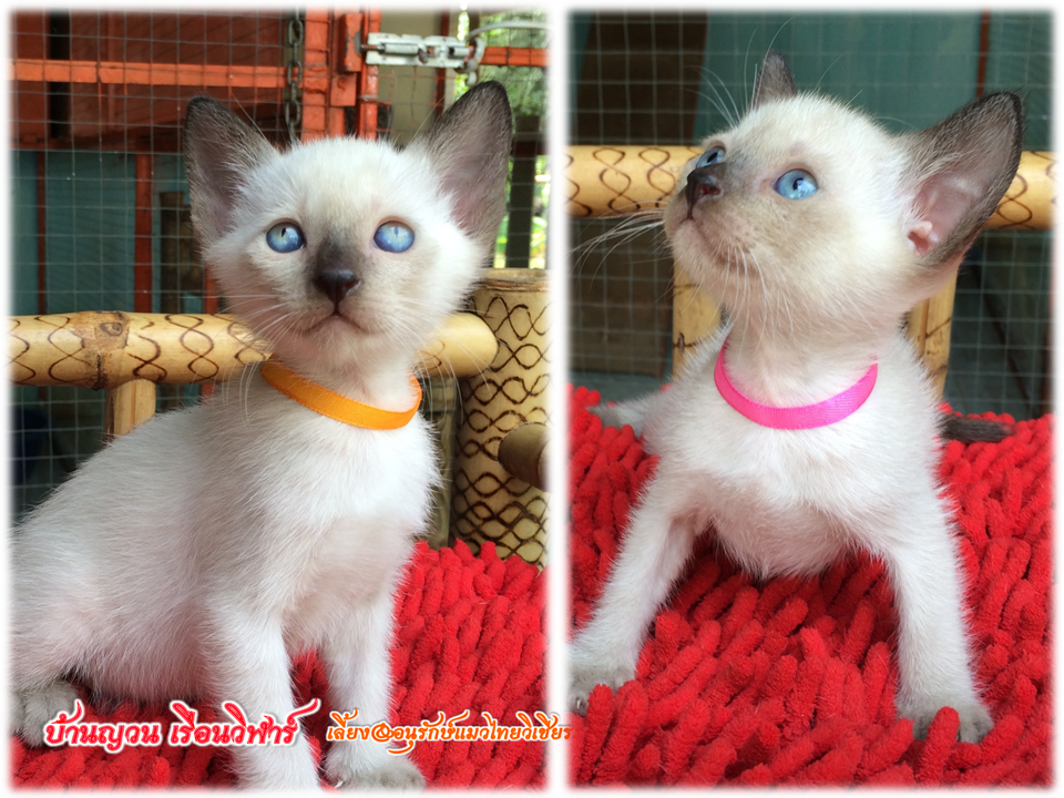 น้องแมว 12/1/2559
