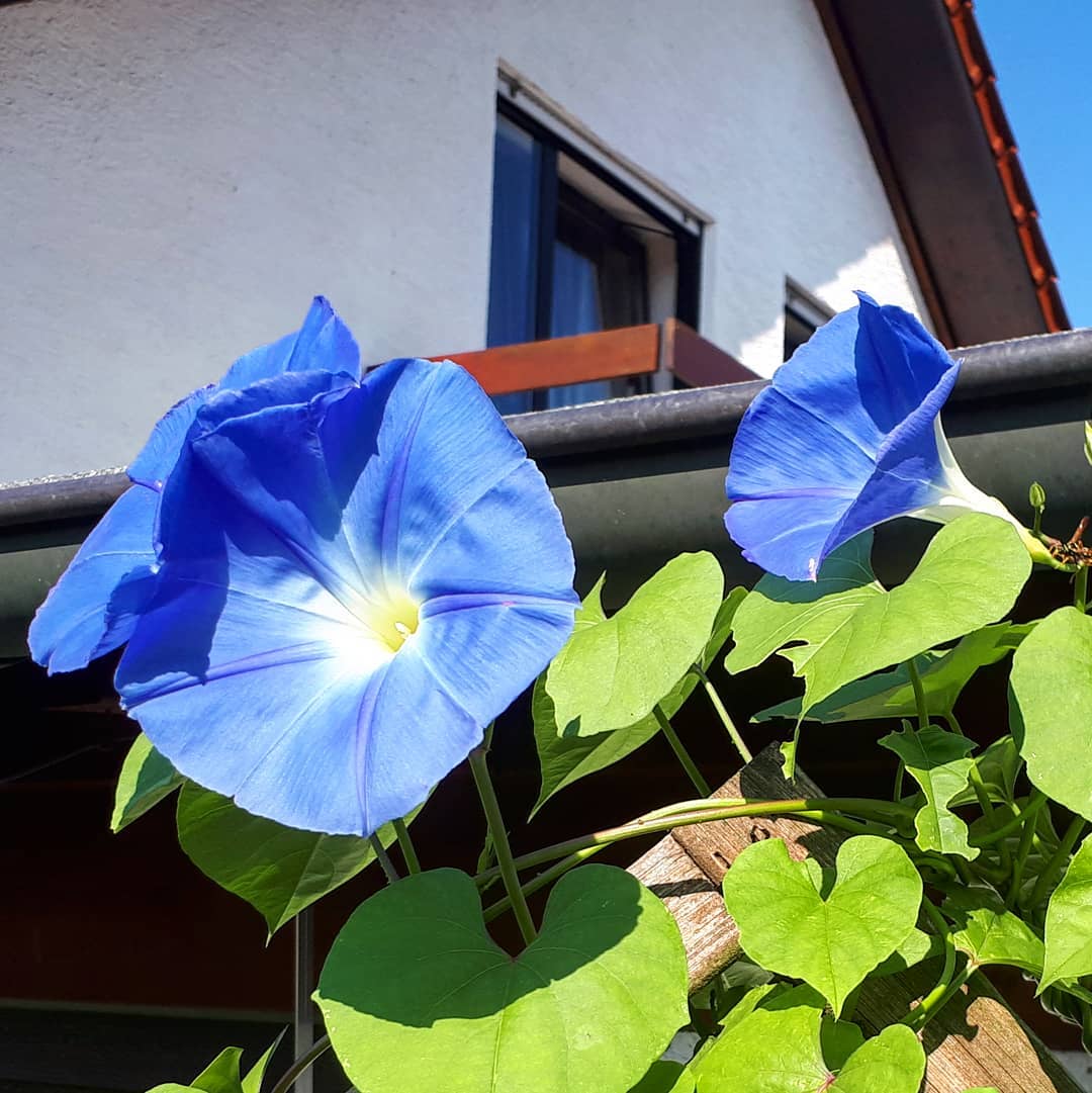 มอนิ่งกลอรี สีฟ้า - Heavenly Blue Morning Glory Flower