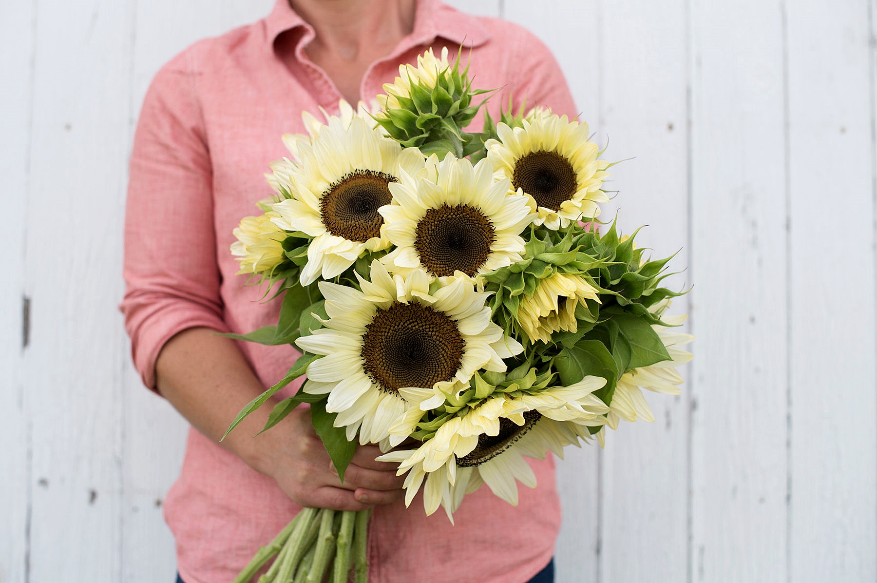 ทานตะวันสีขาว ไวท์ไนท์ - ProCut® White Nite F1 Sunflower