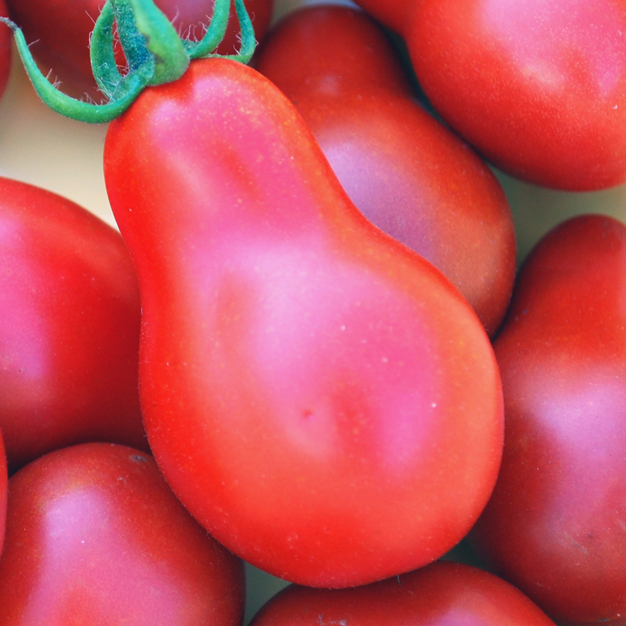 มะเขือเทศลูกแพร สีแดง - Red Pear Tomato