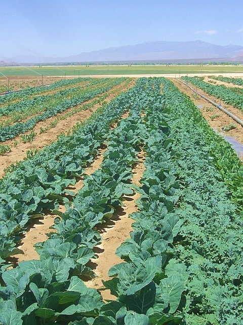 ปูเล่ฝรั่งเวสท์ - Vates Collard