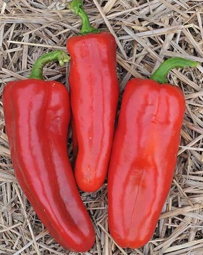พริกหวาน มาโคนีสีแดง - Red Marconi Pepper