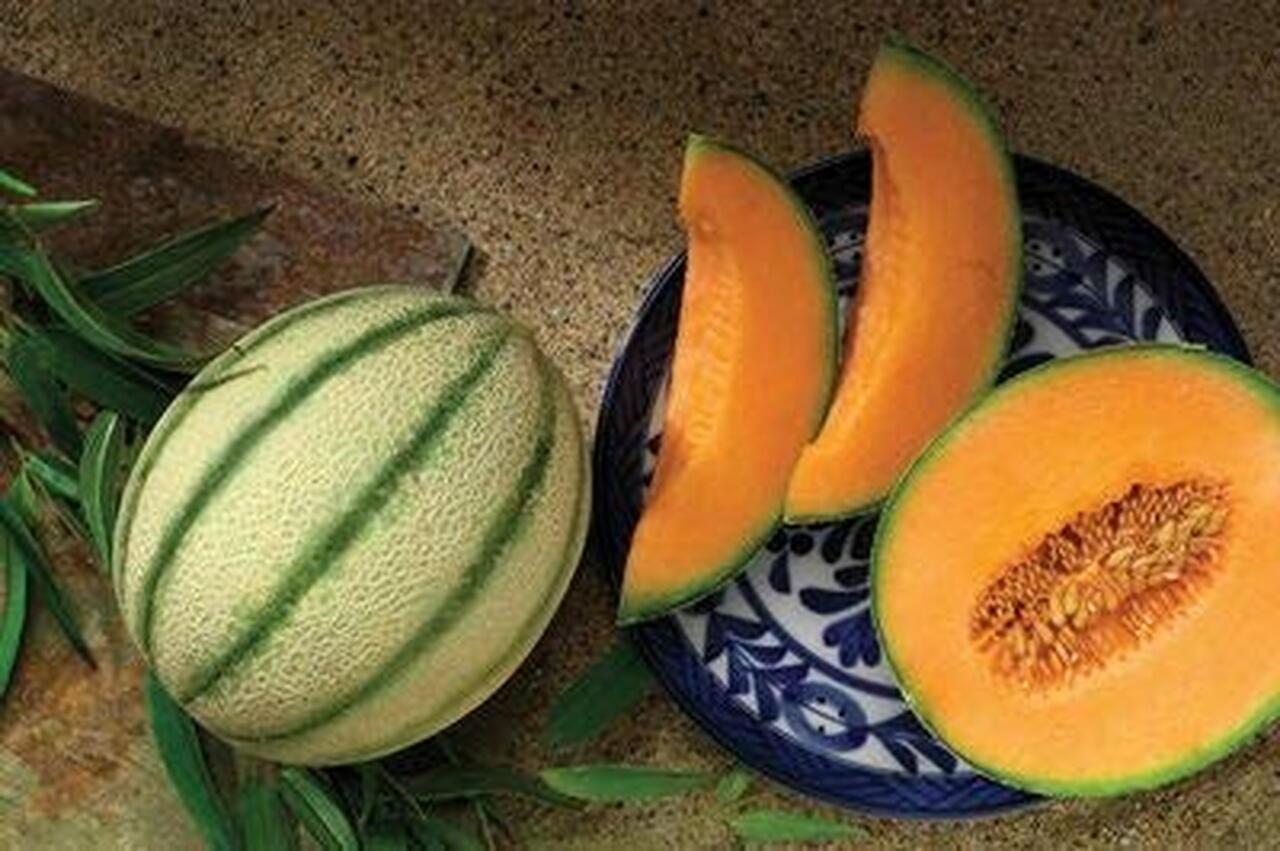 เมล็ดพันธุ์ เมล่อนดาวินชี่ - Da Vinci Melon F1 Seed
