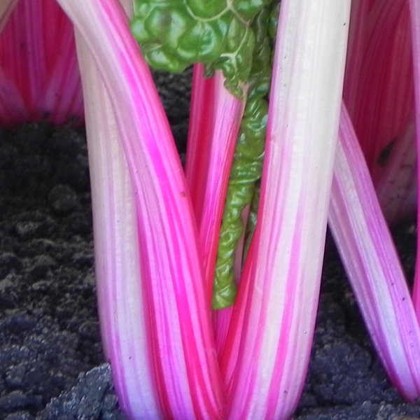 สวิสชาร์ด ฟลามิงโก้ - Flamingo Swiss Chard