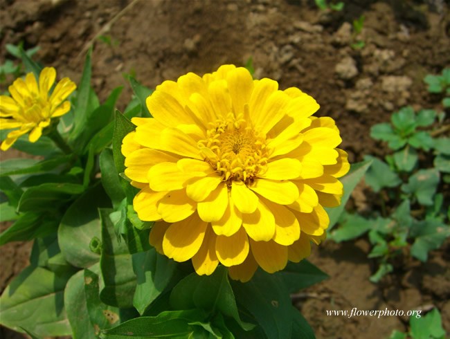 (Whole 1 Oz) ดอกบานชื่นสีเหลือง - Yellow Zinnia Flower