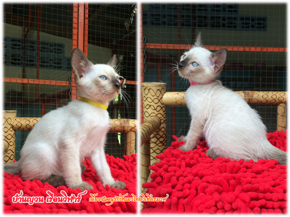 น้องแมว 7/8/2559