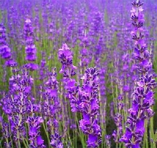 (Whole 1 oz) ลาเวนเดอร์ - English Lavender
