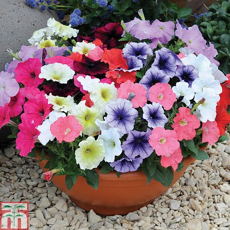 ดอกพีทูเนีย คละสี - Mixed Petunia Flower