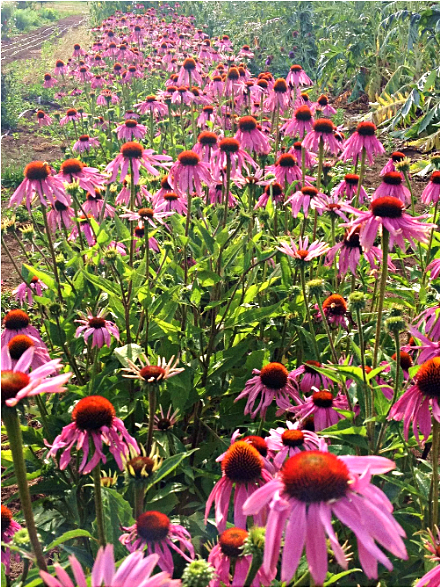 เมล็ดพันธุ์ โคนฟลาวเวอร์ - Purple Coneflower Seed