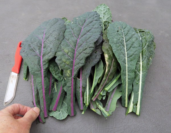 เมล็ดพันธุ์ เคลแดซลิ่งบูล - Dazzling Blue Kale Seed