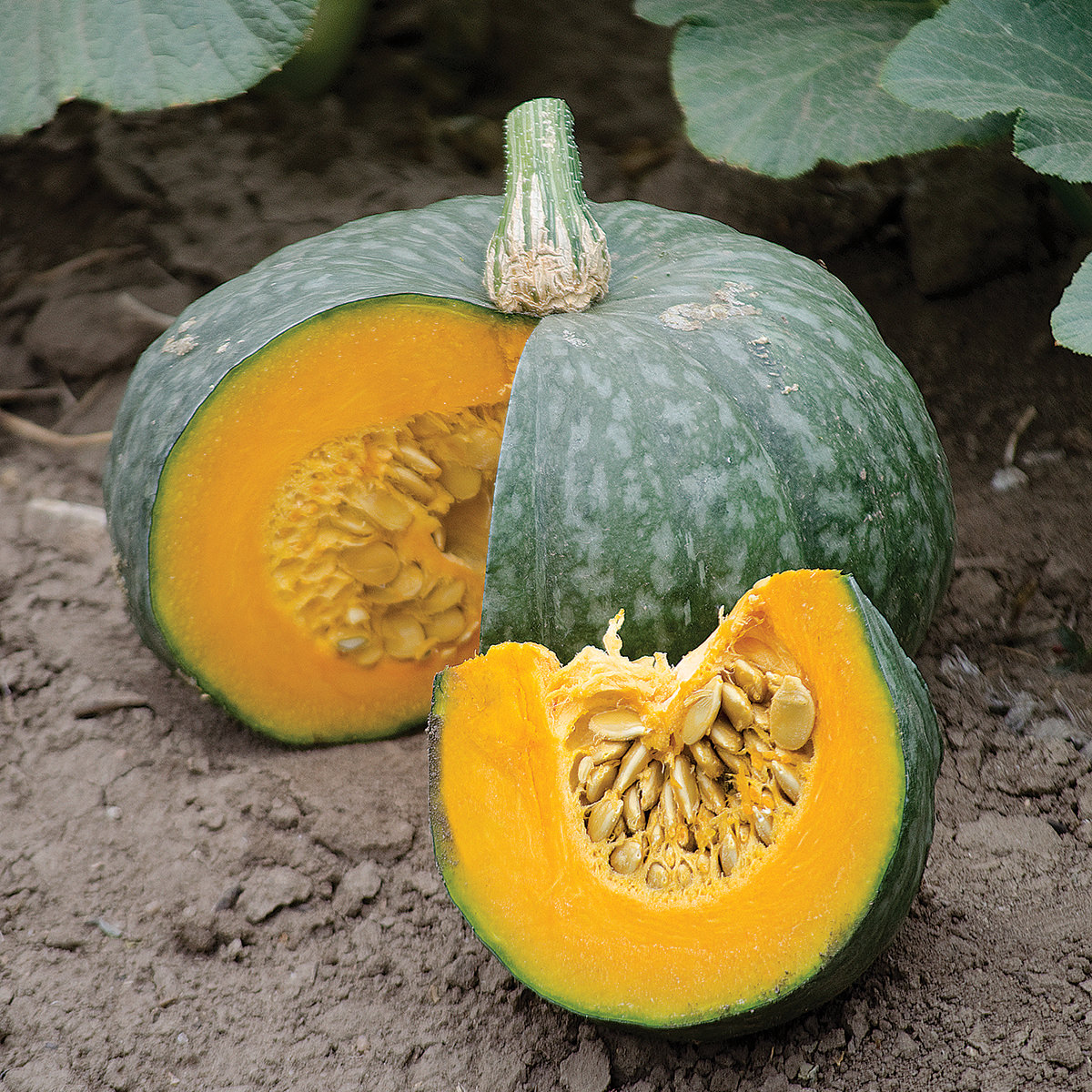 ฟักทองญี่ปุ่น เกอิชา - Geisha F1 Kabocha Squash