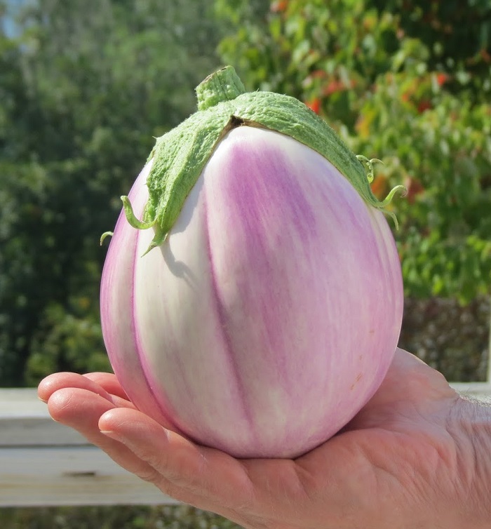 มะเขือโรซา - Rosa Bianca Eggplant