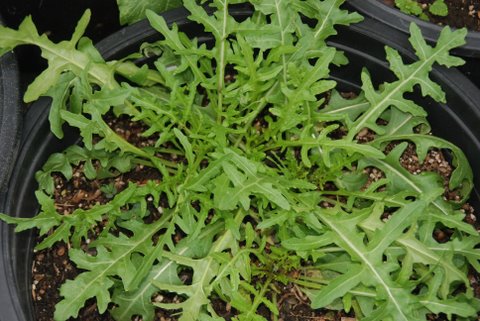 ไวด์ ล็อคเก็ต - Wild Rocket