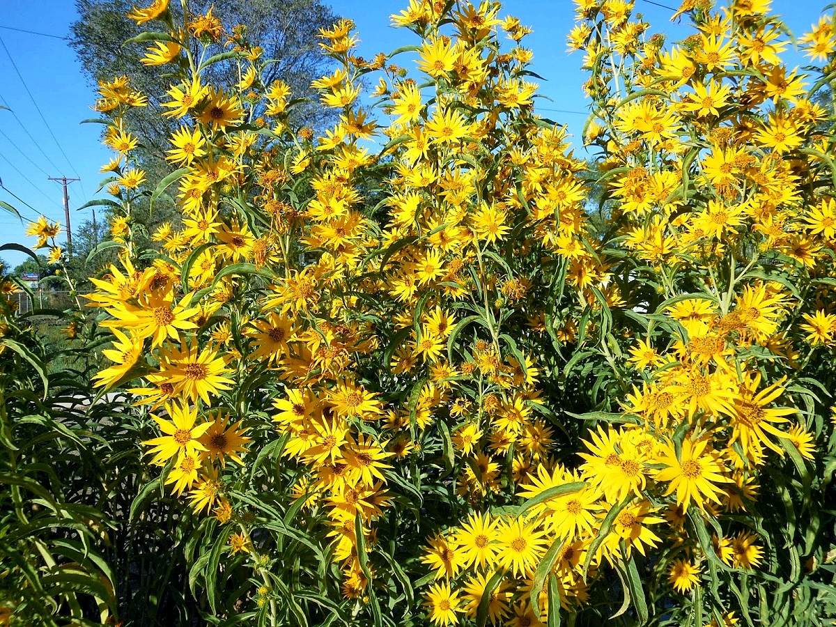 เมล็ดพันธุ์ ทานตะวัน แม็กซิมิเลี่ยน - Maximilian Sunflower Seed