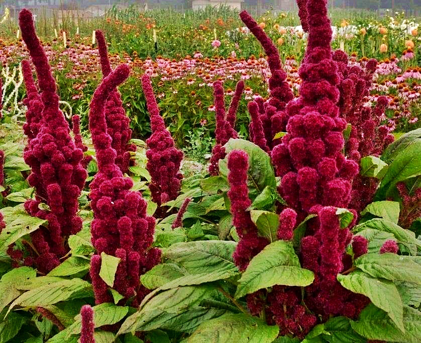 เมล็ดพันธุ์ อะมาแรนธ์หัวช้าง - Amaranth Elephant Heade Seed