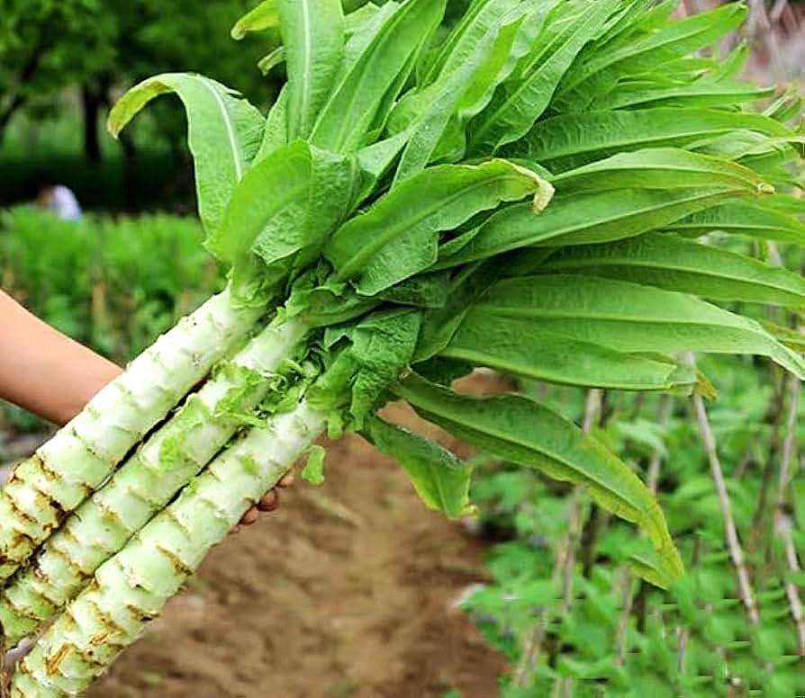 เมล็ดพันธุ์ สลัดต้น โอซุน - Spring Tower Celtuce
