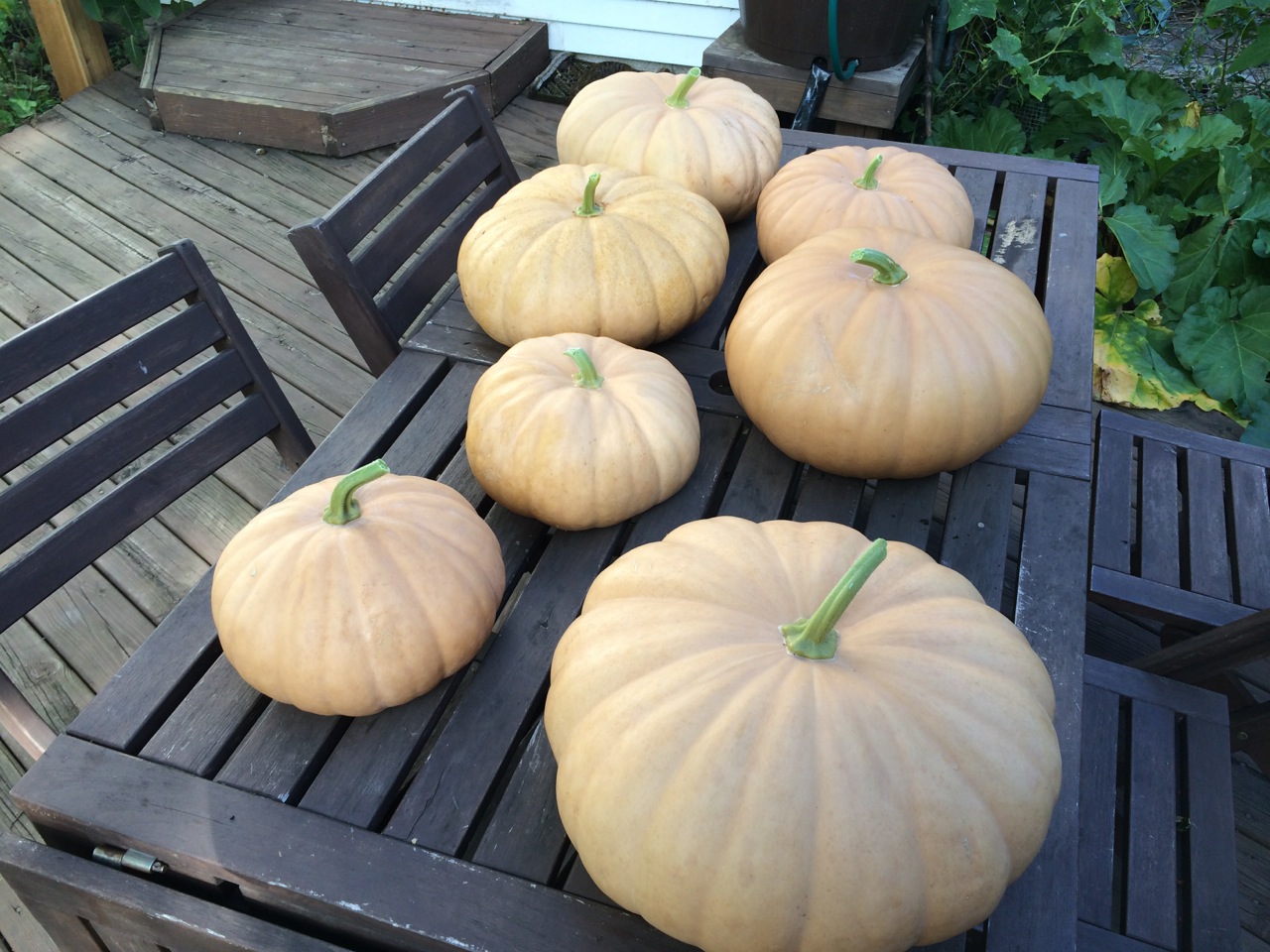 ฟักทองชีสลองไอส์แลนด์ - Long Island Cheese Pumpkin