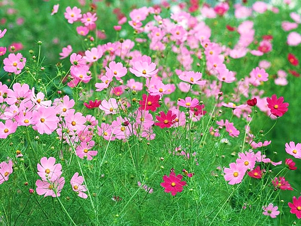 ดาวกระจายสีชมพู - Pink Cosmos Flower
