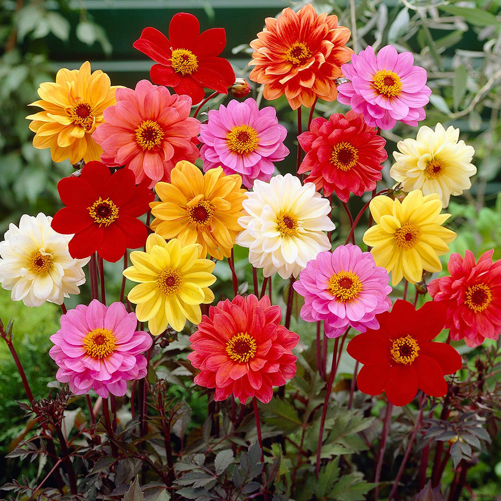 เมล็ดพันธุ์ ดอกรักเร่เตี้ย คละสี Dwarf Dahlia Mix Flower Seed