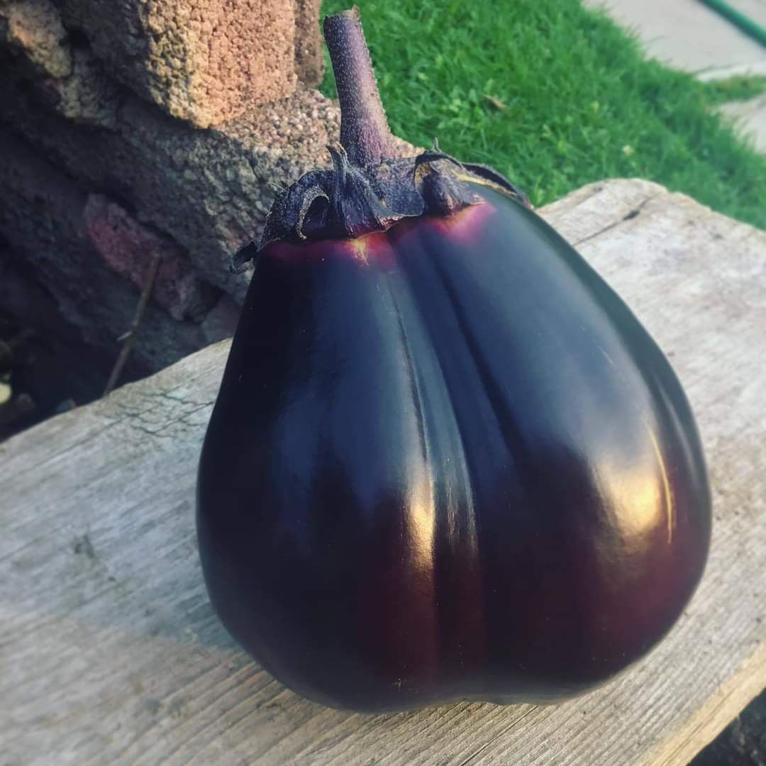 มะเขือม่วงญี่ปุ่น มิโตโย - Mitoya Eggplant