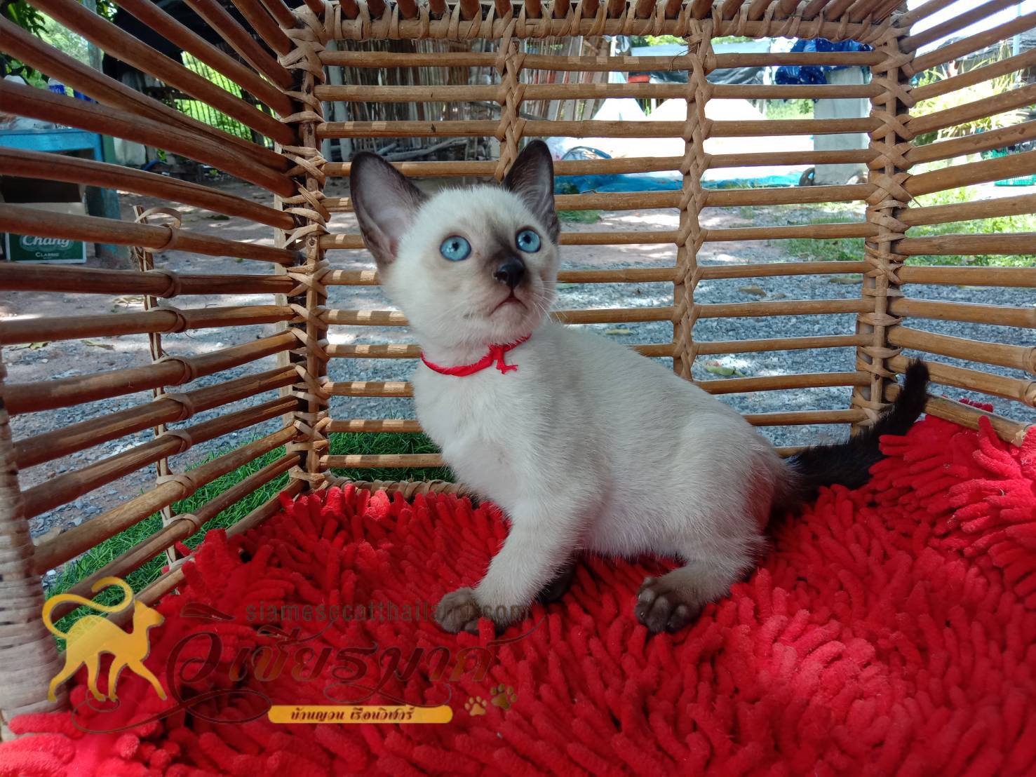 ลูกแมววิเชียรมาศรุ่น 8/2568