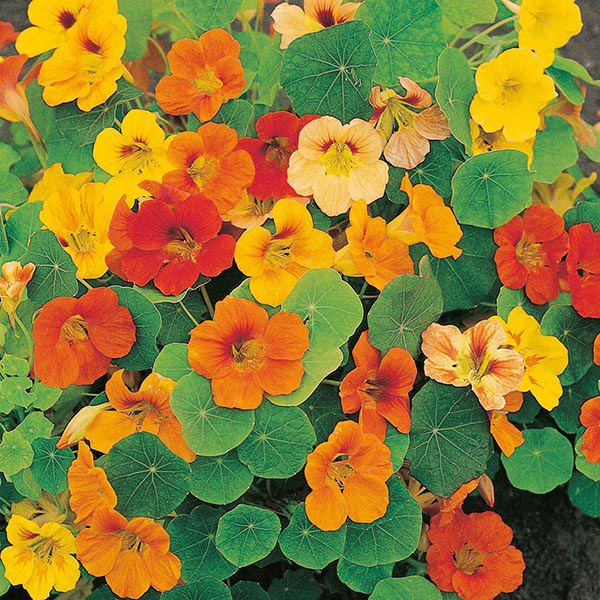 (Whole 1 Oz) ดอกแนสเทอร์เที่ยม คละสี - Jewel Mixed Nasturtium