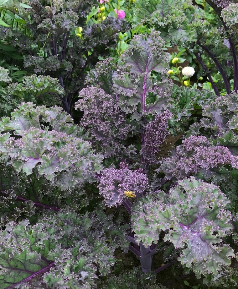 เคลม่วงใบหงิก เรดบอร์ - Redbor Kale F1