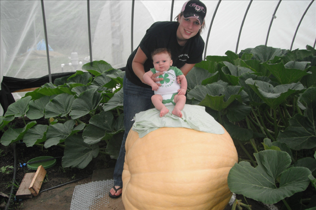 (Whole 1 oz) ฟักทองยักษ์ แอตแลนติก - Atlantic Giant Pumpkin