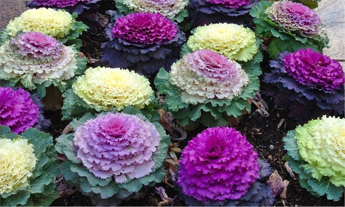 ปูเล่ประดับ คละสี - Mix Ornamental Cabbage