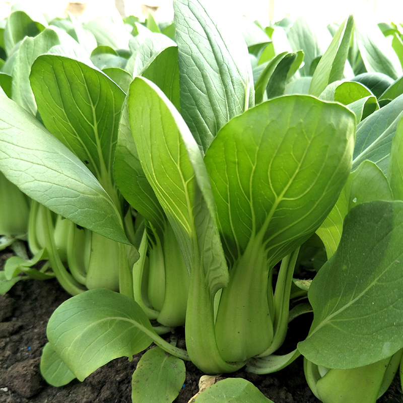 เมล็ดพันธุ์ กวางตุ้งฮ่องเต้ หัวลู่ Hualu Green Pakchoi F1 Seed