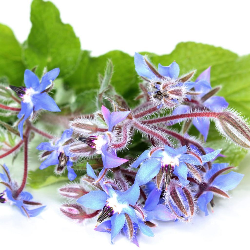โบราจ - Borage (ดอกใบ กินได้ )